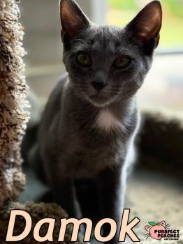Rescue Russian Blue and Domestic Short Hair Cats for Adoption in Douglasville, Georgia - Damok | PetCurious
