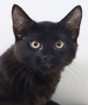 Cinder is a chocolate dream come true - Lap kitten -  Maine Coon and Norwegian Forest Cat Cat for Adoption in Bedford Hills, New York - Cinder Is A Chocolate Dream Come True - Lap Kitten | PetCurious