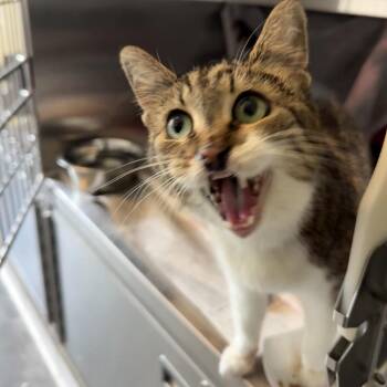 Soupbone -  Domestic Short Hair Cat for Adoption in Pittsburgh, Pennsylvania - Soupbone | PetCurious