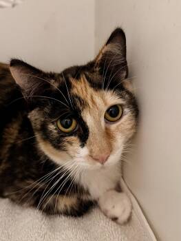 Domestic Short Hair Cats Available for Adoption - Tibby | PetCurious