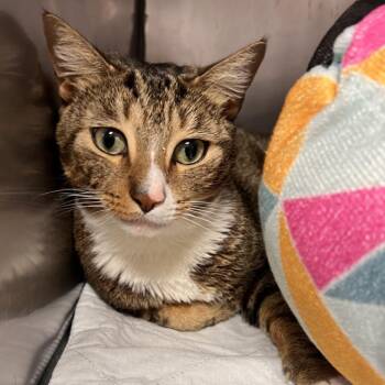 Domestic Short Hair Cats Available for Adoption - Lucky | PetCurious