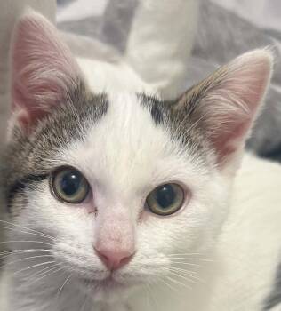 SPUD -  Domestic Short Hair Cat for Adoption in Minesing, Ontario - SPUD | PetCurious