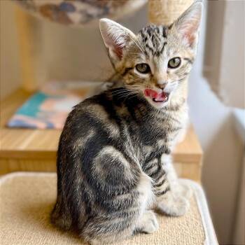 Domestic Short Hair Cats Available for Adoption in Pleasant Hill, California - Padme | PetCurious