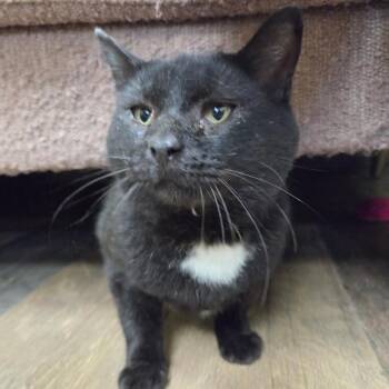 Mr. Rockwell -  Domestic Short Hair Cat for Adoption in Bloomington, Illinois - Mr. Rockwell | PetCurious