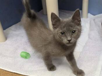 CAPRI -  Domestic Short Hair Cat for Adoption in Martinez, California - CAPRI | PetCurious