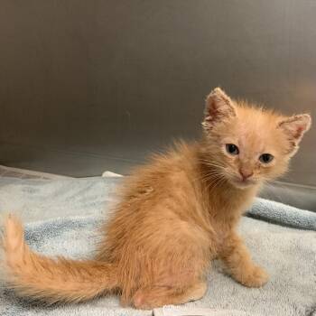 Taki -  Domestic Short Hair Cat for Adoption in Edinburg, Texas - Taki | PetCurious