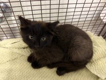 Rescue Domestic Medium Hair Cats for Adoption in Hayward, California - JACK | PetCurious