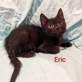ERIC -  Domestic Short Hair Cat for Adoption in Auburn, California - ERIC | PetCurious