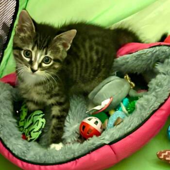 Lorraina -  Tabby and Domestic Short Hair Cat for Adoption in Plainfield, Illinois - Lorraina | PetCurious
