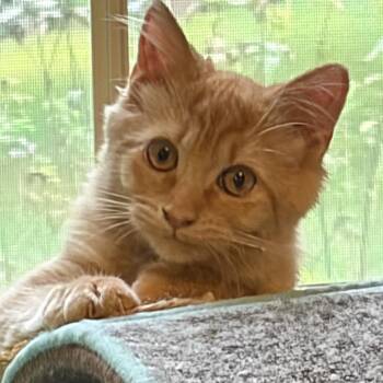 Clementine Westie 56321 -  Domestic Long Hair Cat for Adoption in Eaton Rapids, Michigan - Clementine Westie 56321 | PetCurious