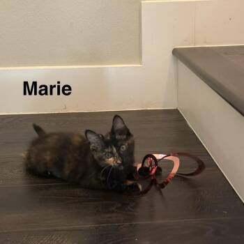 Marie -  Domestic Short Hair Cat for Adoption in Houston, Texas - Marie | PetCurious