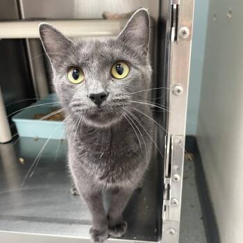Kitten Heel -  Domestic Short Hair Cat for Adoption in Carencro, Louisiana - Kitten Heel | PetCurious