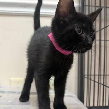 Hoka -  Domestic Short Hair Cat for Adoption in Lakeland, Florida - Hoka | PetCurious