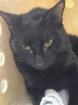 Domestic Short Hair Cats Available for Adoption in Kent, Washington - CABANA | PetCurious