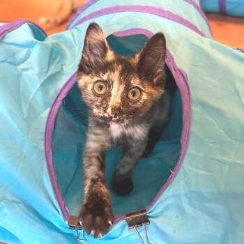 Anchovy -  Domestic Short Hair Cat for Adoption in Middlebury, Vermont - Anchovy | PetCurious