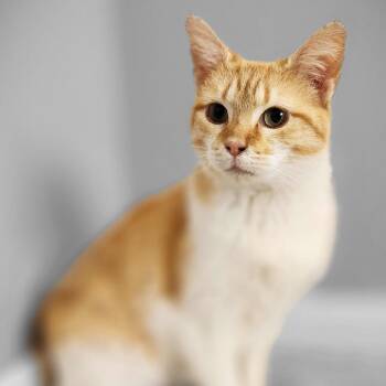 Domestic Short Hair Cats Available for Adoption - Winky | PetCurious