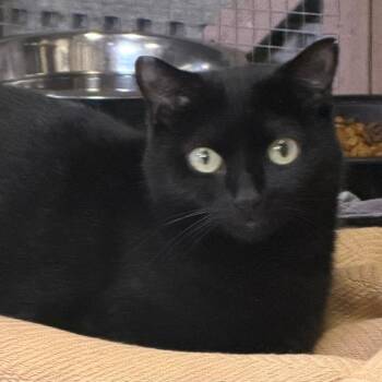 Pepperoni -  Domestic Short Hair Cat for Adoption in Etna, Pennsylvania - Pepperoni | PetCurious