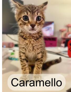 Rescue Domestic Short Hair Cats for Adoption in Murfreesboro, Tennessee - Caramellow | PetCurious