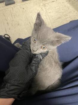 DUCKY -  Domestic Short Hair Cat for Adoption in Stockton, California - DUCKY | PetCurious