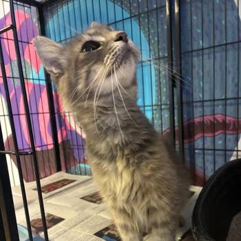 Koko -  Domestic Short Hair Cat for Adoption in Corbin, Kentucky - Koko | PetCurious