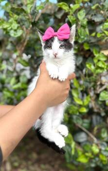 Rescue Domestic Short Hair Cats for Adoption in South El Monte, California - Tulip | PetCurious