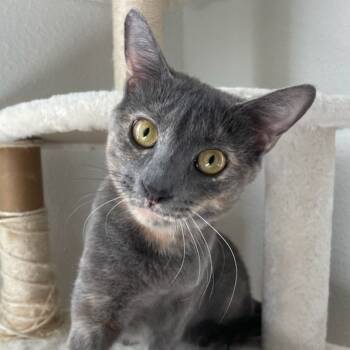 Rescue Domestic Short Hair Cats for Adoption in Houston, Texas - Bubbles | PetCurious