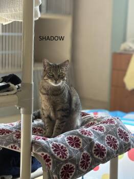 Rescue Domestic Short Hair Cats for Adoption in Vernon Township, New Jersey - Shadow | PetCurious