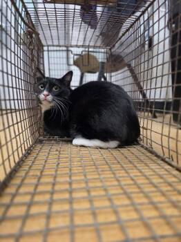 GEORGIE -  Domestic Short Hair Cat for Adoption in St. Peters, Missouri - GEORGIE | PetCurious