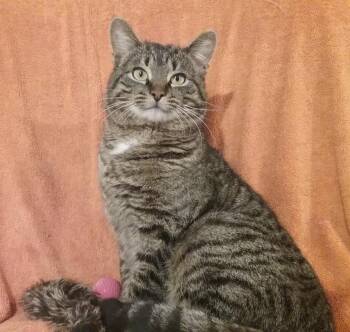 Domestic Short Hair Cats Available for Adoption in Cambridge, Ontario - Marley | PetCurious