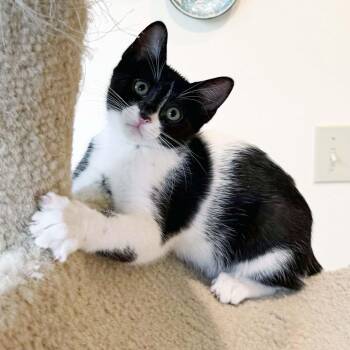 Cookie -  Domestic Short Hair Cat for Adoption in Lake Monroe, Florida - Cookie | PetCurious