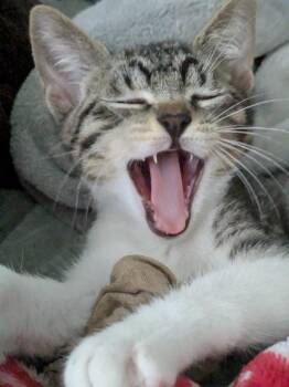 Tamale -  Tabby Cat for Adoption in San Antonio, Texas - Tamale | PetCurious