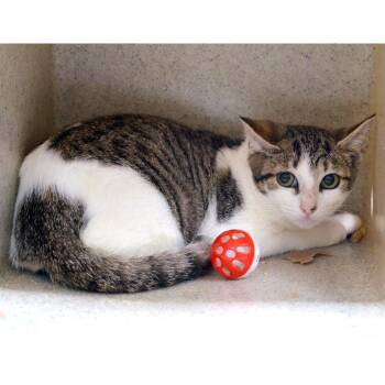 Piper -  Domestic Short Hair and Tiger Cat for Adoption in Sanford, Florida - Piper | PetCurious