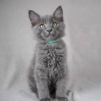 Domestic Medium Hair and Russian Blue Cats Available for Adoption in Sunnyvale, California - Joey (Aqua) | PetCurious