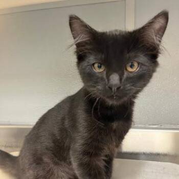 Domestic Medium Hair Cats Available for Adoption in Las Vegas, Nevada - MARIA | PetCurious