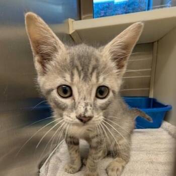 Domestic Short Hair Cats Available for Adoption in Aiken, South Carolina - Crono 63376 | PetCurious