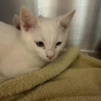 Domestic Short Hair Cats Available for Adoption in Englewood, Florida - Casper | PetCurious