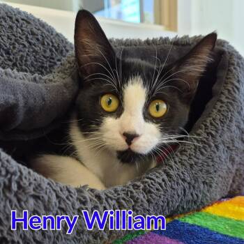 Henry William -  Domestic Short Hair Cat for Adoption in North Saint Paul, Minnesota - Henry William | PetCurious