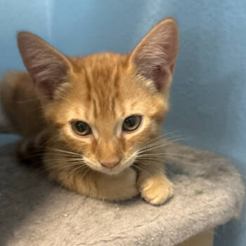 Rescue Domestic Short Hair Cats for Adoption in Temecula, California - Walter | PetCurious