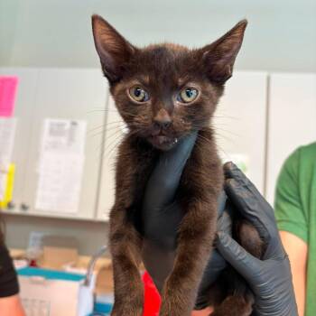 Magnolia -  Domestic Short Hair Cat for Adoption in Huntington, West Virginia - Magnolia | PetCurious