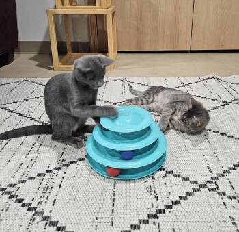 Tuesday & Murdock (*bonded pair) -  Domestic Short Hair Cat for Adoption in Wheaton, Illinois - Tuesday & Murdock (*bonded Pair) | PetCurious