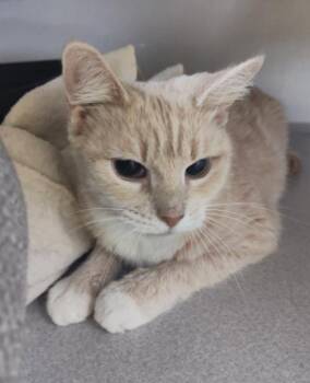Domestic Short Hair Cats Available for Adoption in Osseo, Michigan - Biscuit | PetCurious