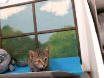 Domestic Short Hair Cats Available for Adoption in Houston, Texas - SUNFLOWER | PetCurious