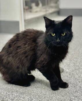 Domestic Short Hair Cats Available for Adoption - Biscuits | PetCurious