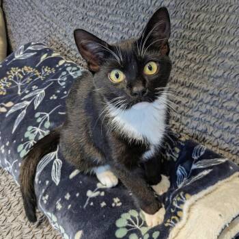 Bingo -  Domestic Short Hair Cat for Adoption in Holmdel, New Jersey - Bingo | PetCurious