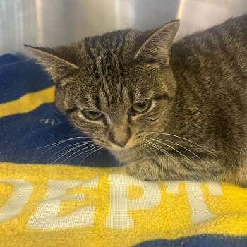 Domestic Short Hair Cats Available for Adoption - Angelica | PetCurious