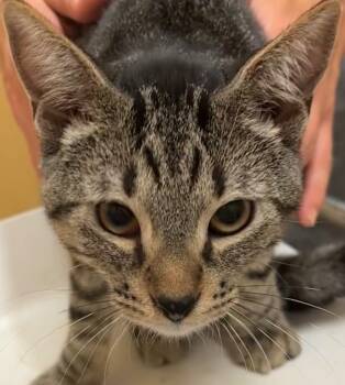 Rescue Domestic Short Hair Cats for Adoption in Elizabethton, Tennessee - REGIS | PetCurious