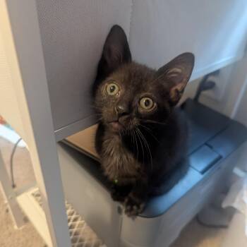 Dean Winchester -  Domestic Short Hair Cat for Adoption in Durham, North Carolina - Dean Winchester | PetCurious