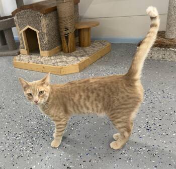 Rescue Domestic Short Hair and Tabby Cats for Adoption in Fort Benton, Montana - Ranger | PetCurious