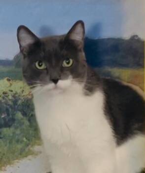 Rescue Domestic Short Hair Cats for Adoption in Los Angeles, California - Bettie | PetCurious