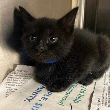 Dean -  Domestic Short Hair Cat for Adoption in Knoxville, Tennessee - Dean | PetCurious
